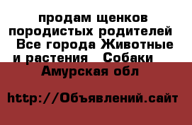 продам щенков породистых родителей - Все города Животные и растения » Собаки   . Амурская обл.